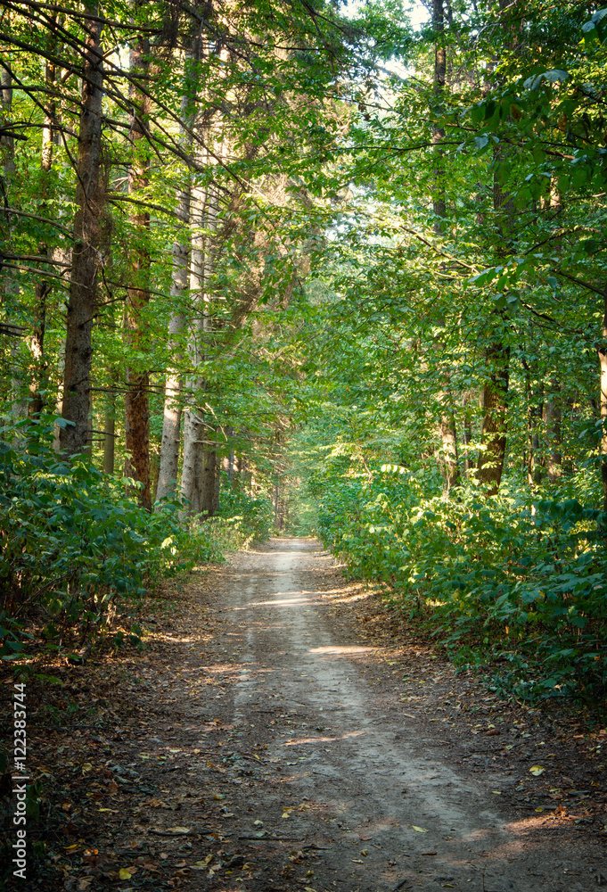 Obraz premium Path in green forest