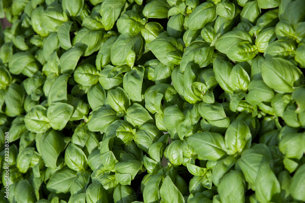 Basilico Basilico