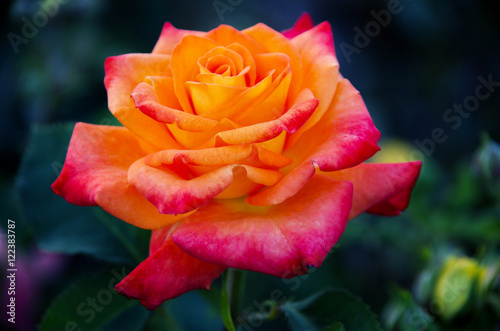 Fototapeta Naklejka Na Ścianę i Meble -  Close-up of garden rose