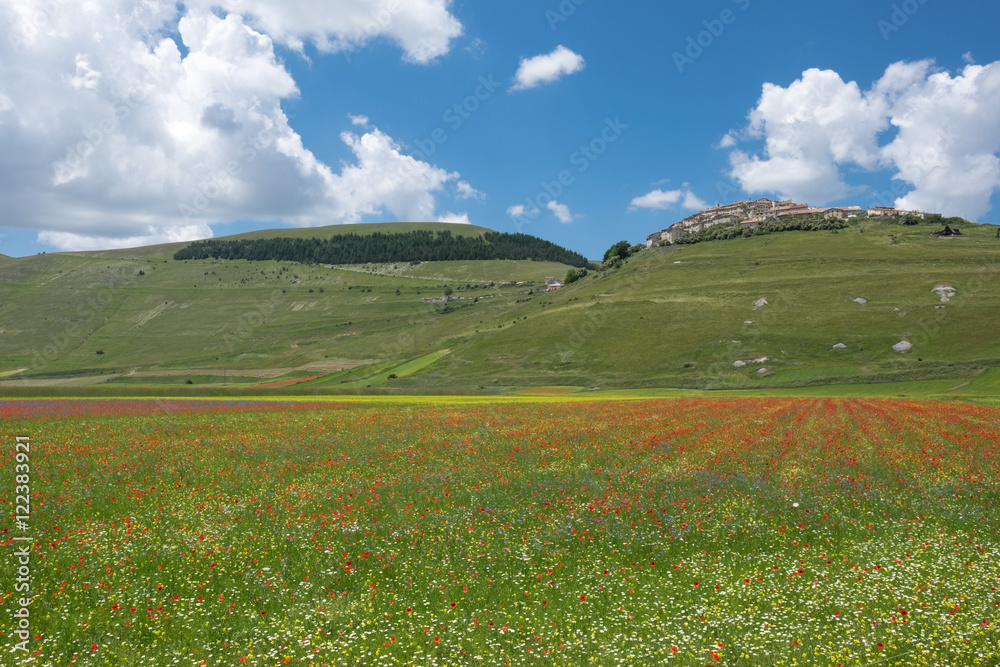 The Flowering of Lentils 2016 Castelluccio di Norcia in the Sibillini Park
