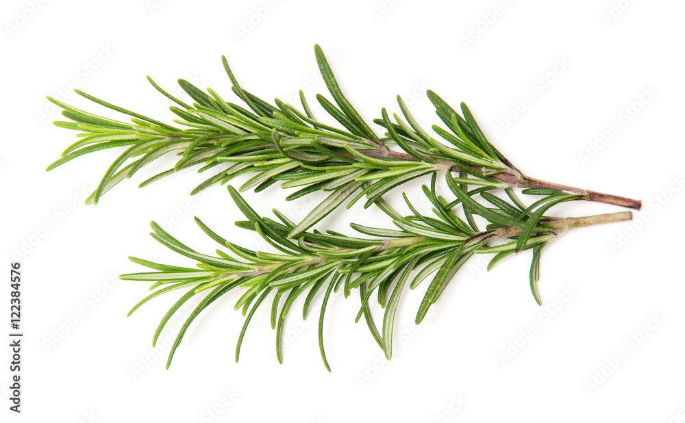 Fototapeta premium Twig of rosemary on a white background