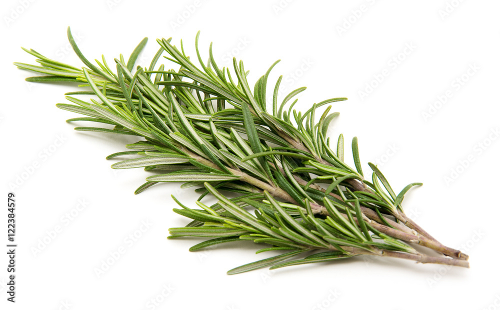Fototapeta premium Rosemary bound on a white background