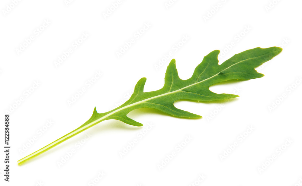 Green arugula leaf isolated on white Green arugula leaf isolated on white