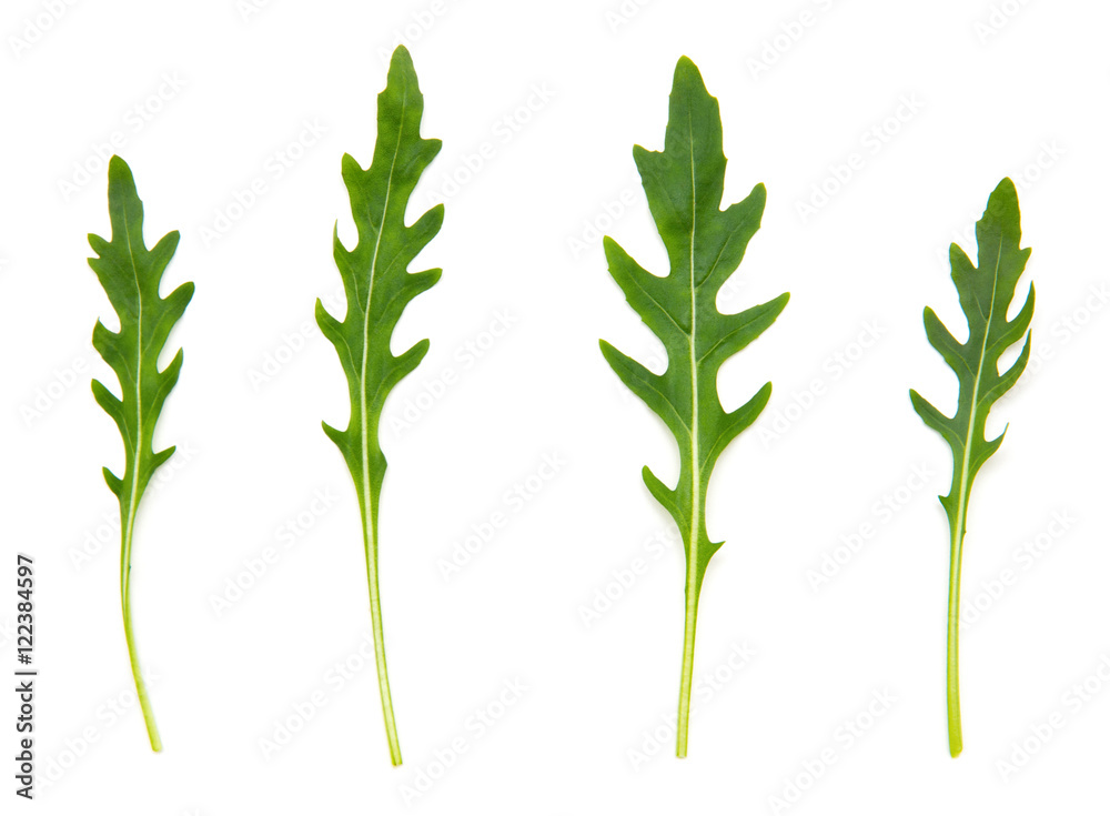 Naklejka premium Świeże liście rukoli. Na białym tle