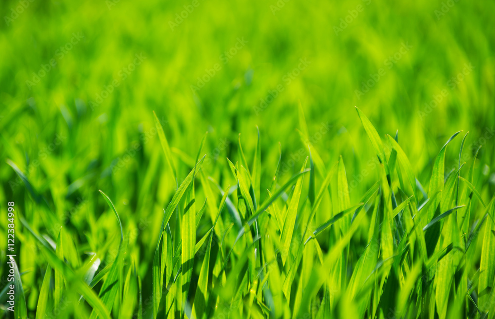 Green grass texture from a field Green grass texture from a field