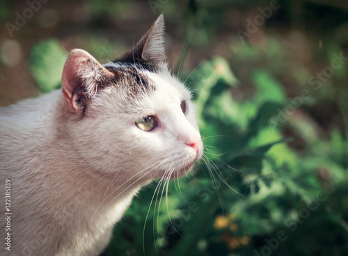 a portrait of cat