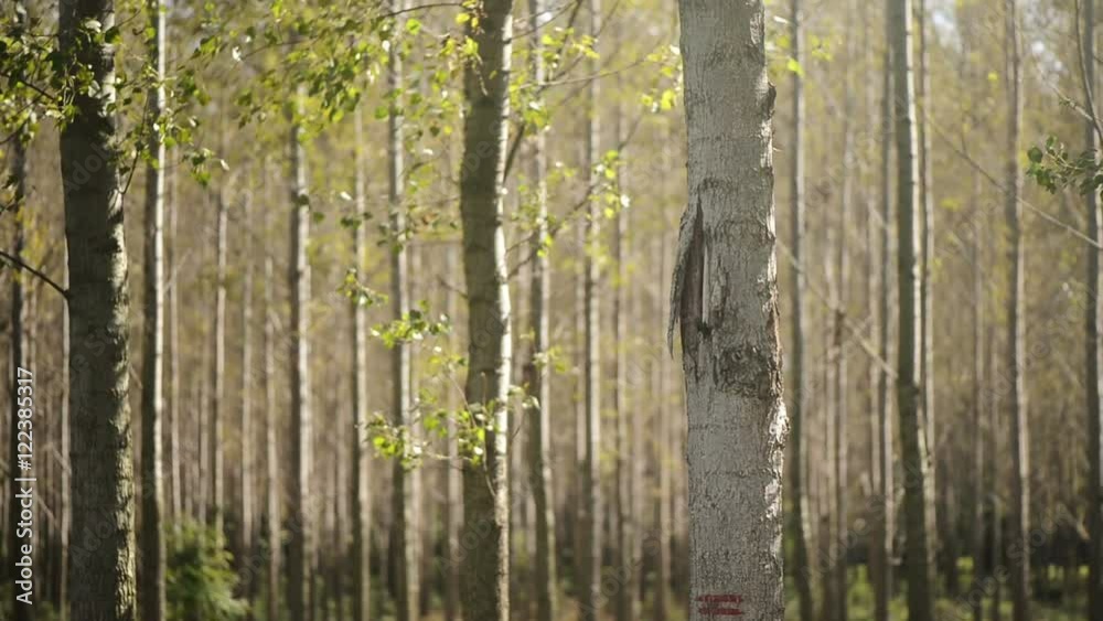 Forestry paint marking on tree trunks in woods, timber being labeled to be cut of, camera motion from trunk to treetop Forestry paint marking on tree trunks in woods, timber being labeled to be cut of, camera motion from trunk to treetop