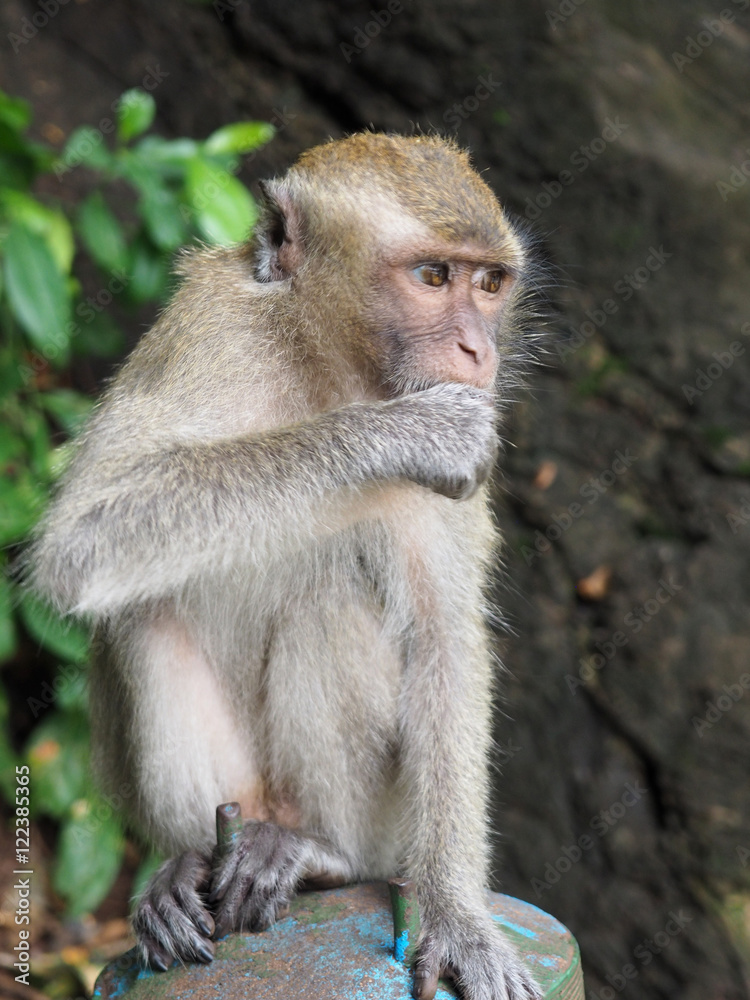 Long tailed Macaque monkey