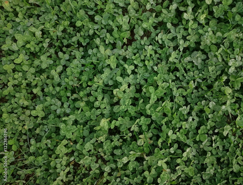 Field of green clover Field of green clover
