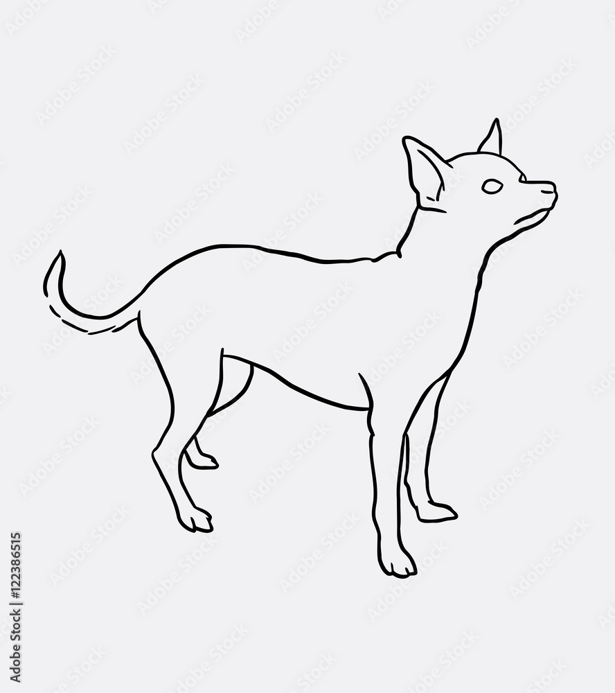 Chihuahua pet dog hand drawing style. Good use for symbol, logo, web icon, mascot, sign, or any design you want.