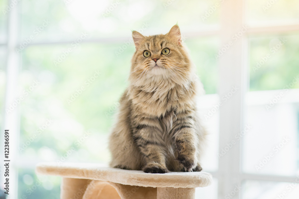 Obraz premium cat looking up on cat tower