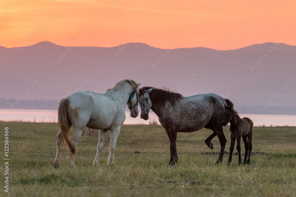 Horses and beautiful sunset.Image is soft focus.Image have grain or noise.