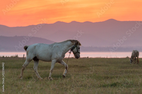 Horses and beautiful sunset.Image is soft focus.Image have grain or noise. © pong0402