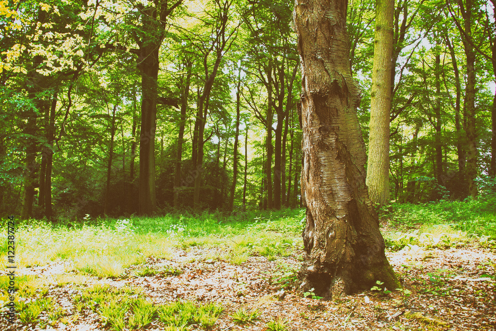 English woodland in the early morning sun English woodland in the early morning sun