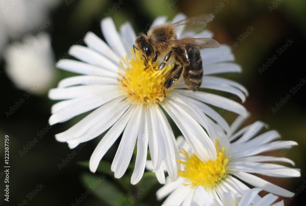 Chamomille bee 