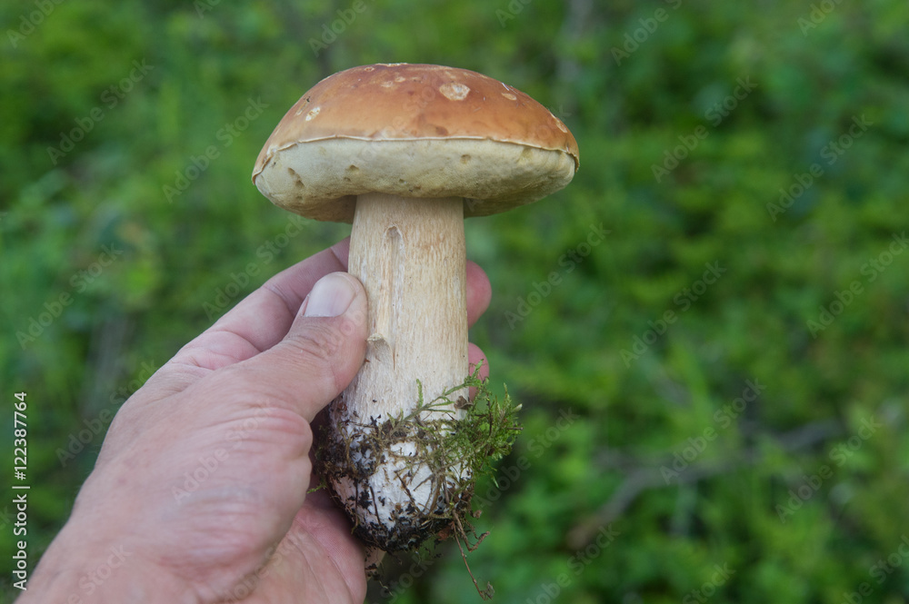 hand holding freshly picked mushroom hand holding freshly picked mushroom