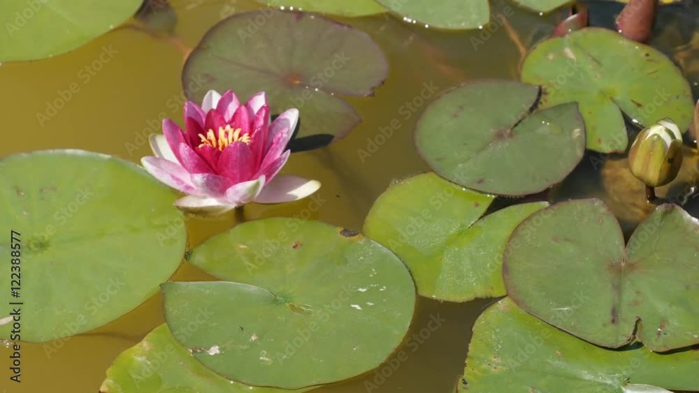 In the pond pink Indian sacred lotus lily plant 4K 2160p 30fps UltraHD footage - Beautiful Nelumbo nucifera flower on wavy water 3840X2160 UHD video In the pond pink Indian sacred lotus lily plant 4K 2160p 30fps UltraHD footage - Beautiful Nelumbo nucifera flower on wavy water 3840X2160 UHD video