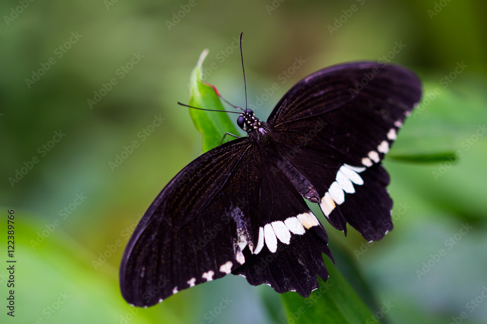 Obraz premium Common mormon butterfly