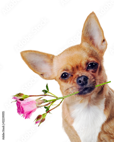 Red chihuahua dog with pink rose isolated on white background.