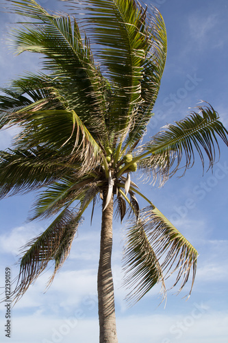 coconut tree under blue sky