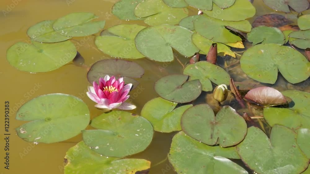 Slow motion Nelumbo nucifera flower on wavy water 1920X1080 HD footage - Pink Indian sacred lotus lily plant in the pond slow-mo 1080p FullHD video Slow motion Nelumbo nucifera flower on wavy water 1920X1080 HD footage - Pink Indian sacred lotus lily plant in the pond slow-mo 1080p FullHD video