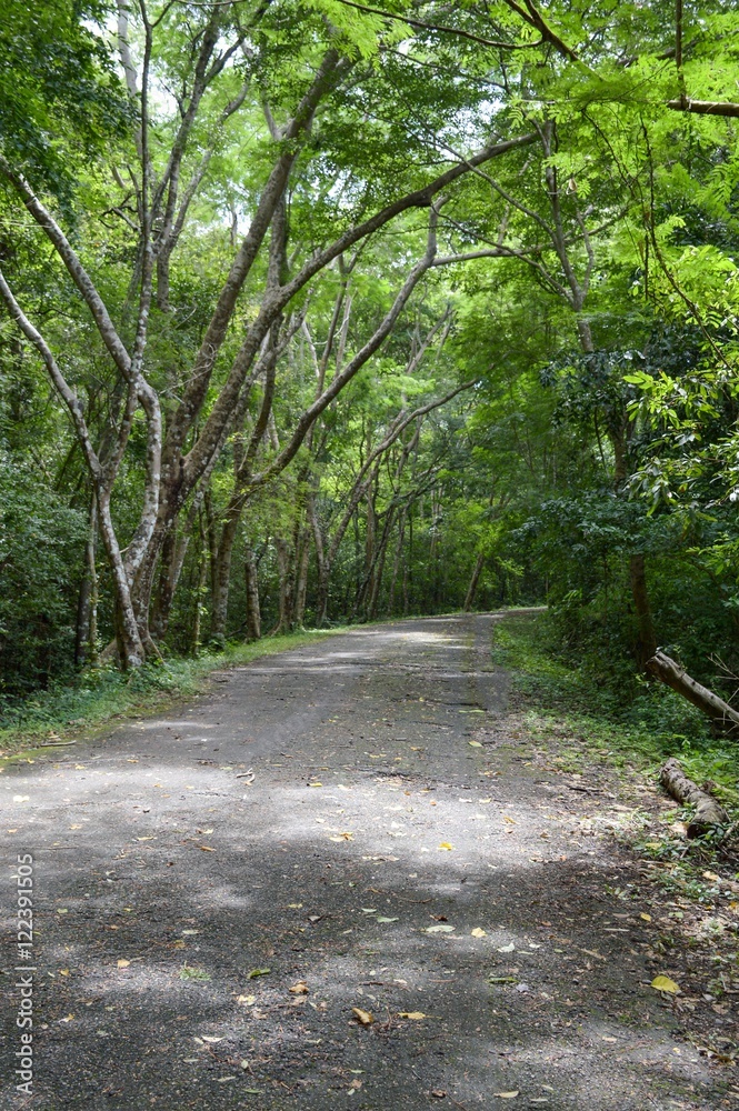 road in forest at Chonburi , Thailand road in forest at Chonburi , Thailand