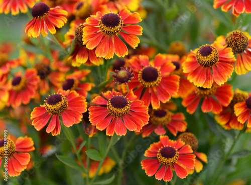 Autumn flower bed with orange and red daisy flowers
