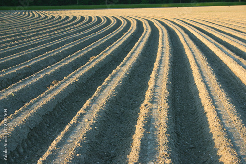 Farmland. Furrows on agricultural land
 photo