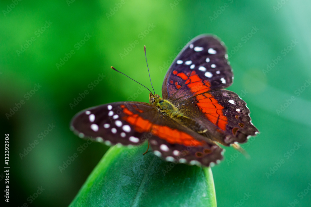 Obraz premium Scarlet peacock butterfly