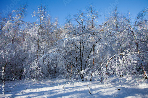 snow landscape