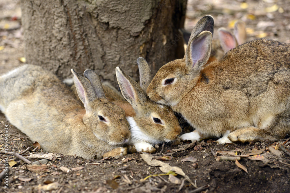 Fototapeta premium 仲良しウサギ