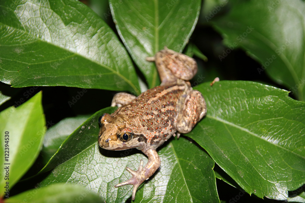 Common spadefoot (Pelobates vespertinus Pallas, 1771) on the leaves of virginia creeper (Parthenocissus quinquefolia var. murorum) in the night summer garden Common spadefoot (Pelobates vespertinus Pallas, 1771) on the leaves of virginia creeper (Parthenocissus quinquefolia var. murorum) in the night summer garden