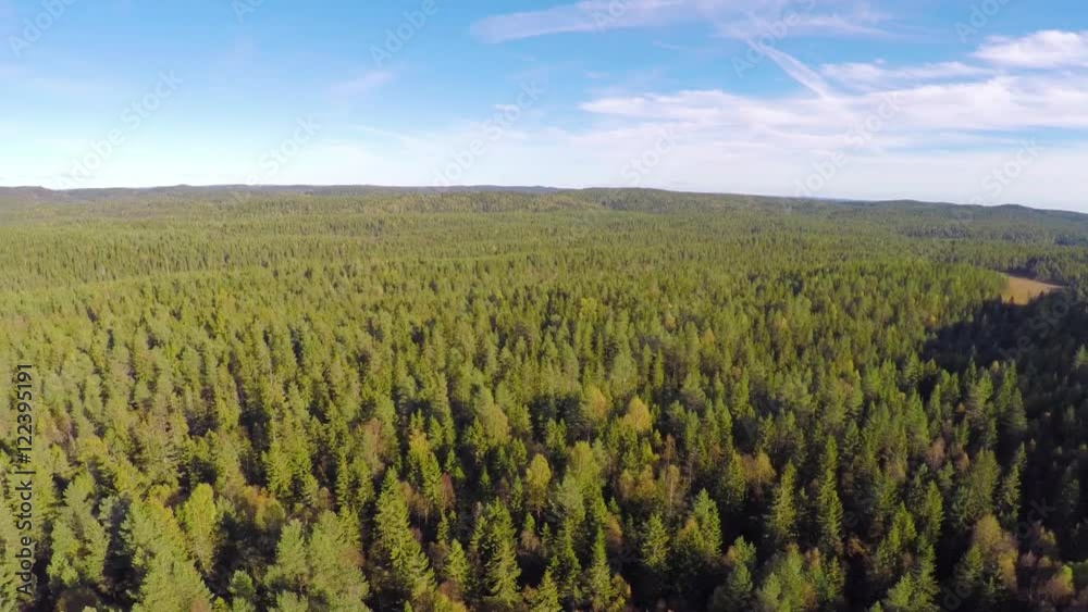 Flying high above large spruce tree forest Flying high above large spruce tree forest
