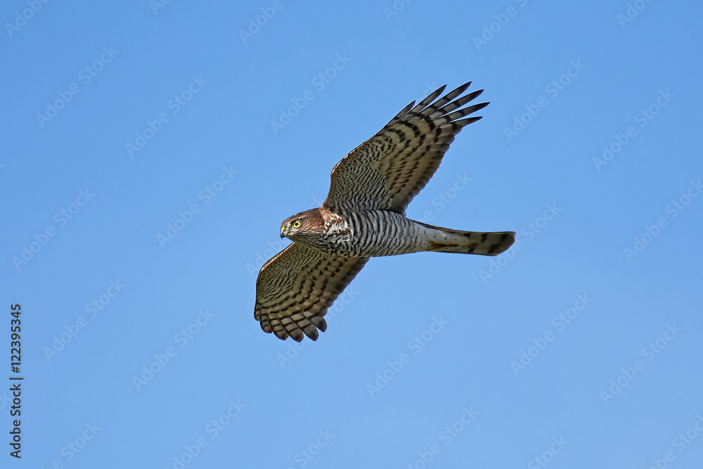 Fototapeta premium Eurasian sparrowhawk (Accipiter nisus)