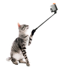 Funny cat taking selfie on white background.