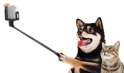 Funny dog and cat taking selfie on white background.