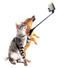 Funny cat and puppy taking selfie on white background.