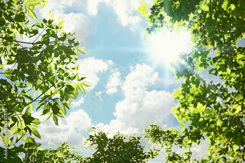 Tree branches with green leaves on sky background