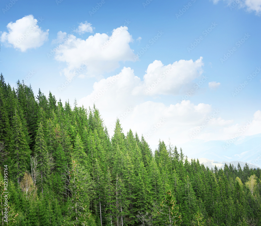 Spring forest on mountain slopes and blue sky background