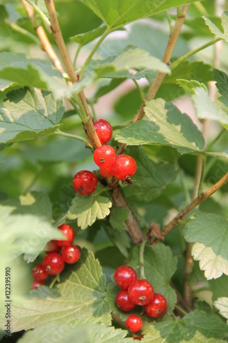 Яркие ягоды красной смородины на ветке с зелеными листьями
