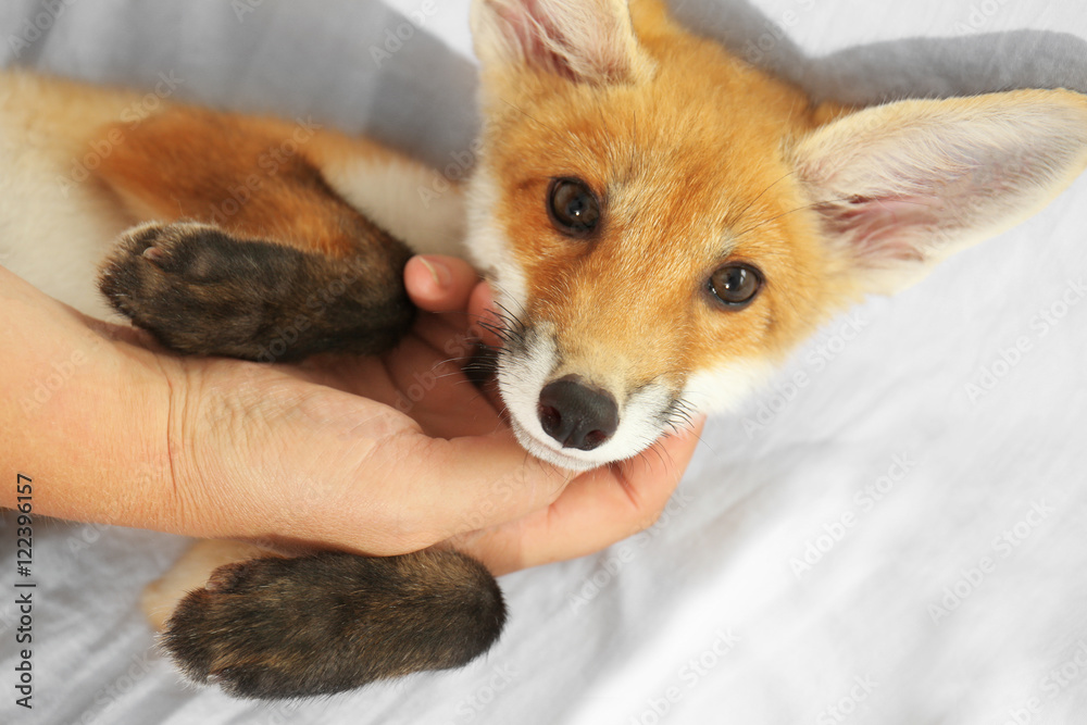 Obraz premium Portrait of cute little fox cub, close up