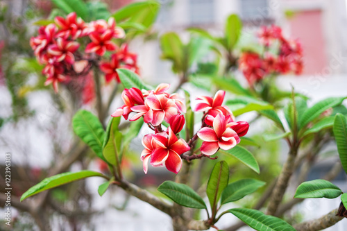 vivid plumeria flower in front of home photo