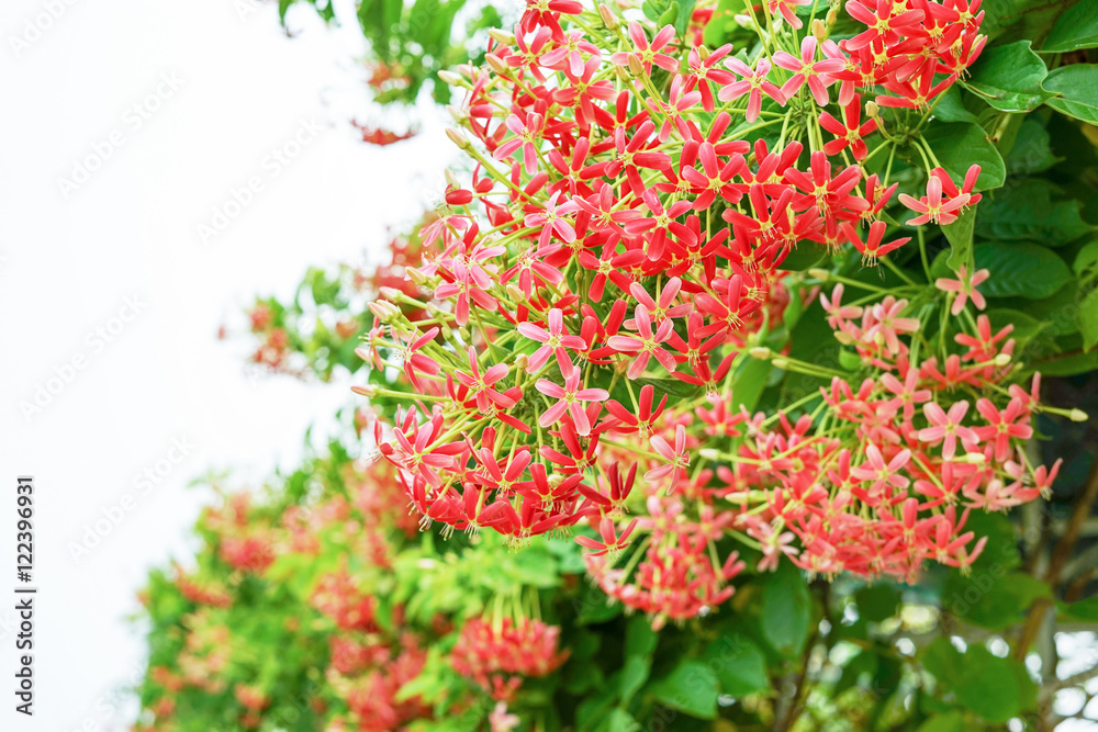 beautiful rangoon creeper with bright clear sky