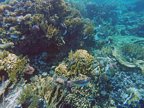 Fische im Korallenriff 