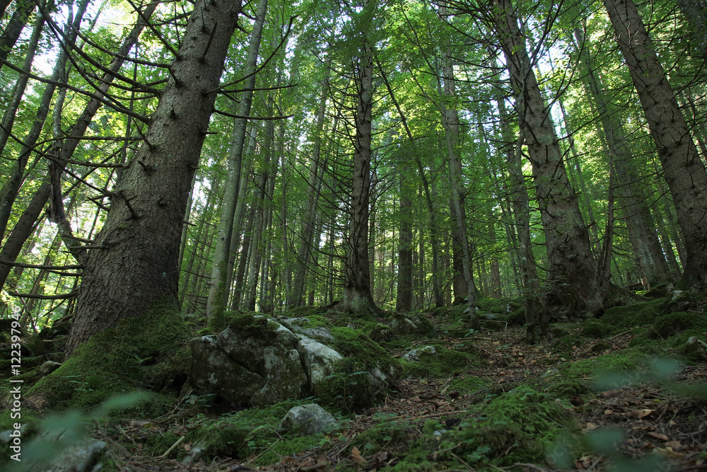 Obraz premium Forest