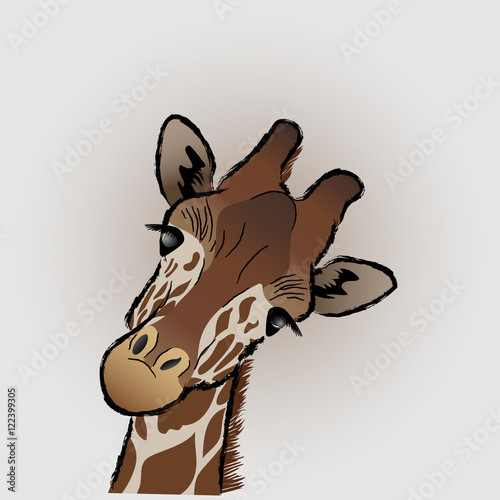 Photography giraffe face