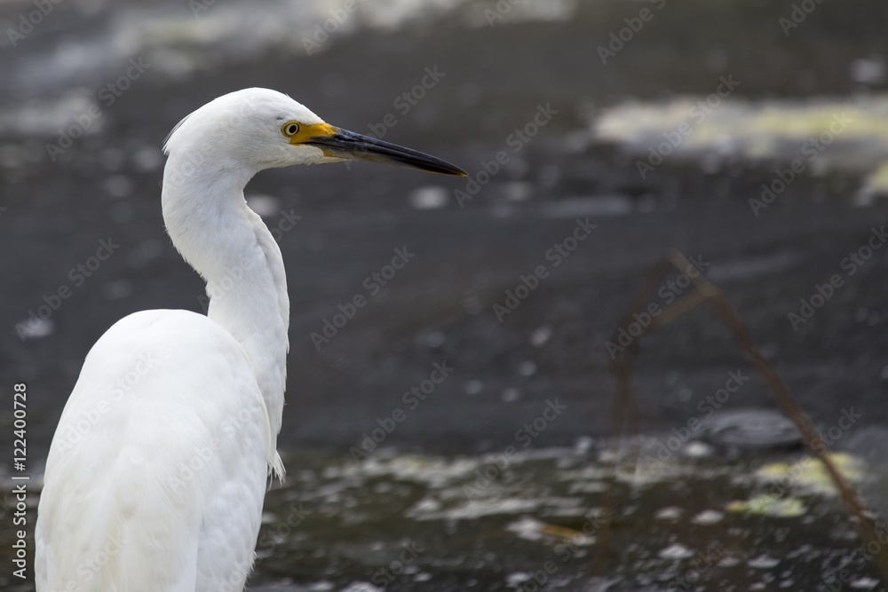 Snowy Egret (Egretta thula) Snowy Egret (Egretta thula)