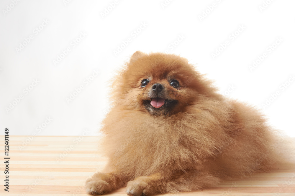 pomeranian dog sitting on wooden table