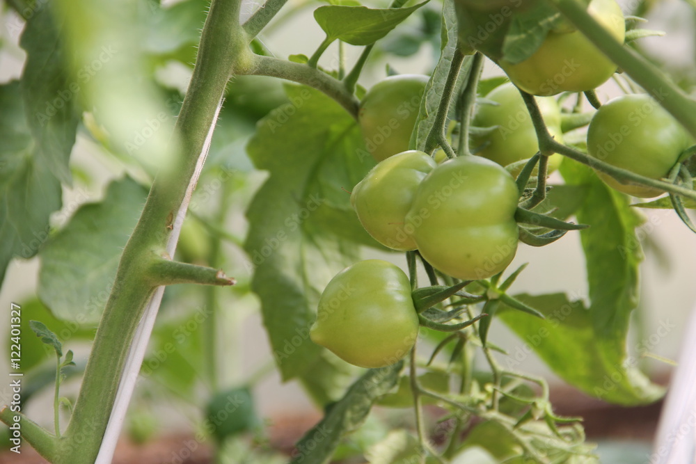зеленая рассада и плоды томата