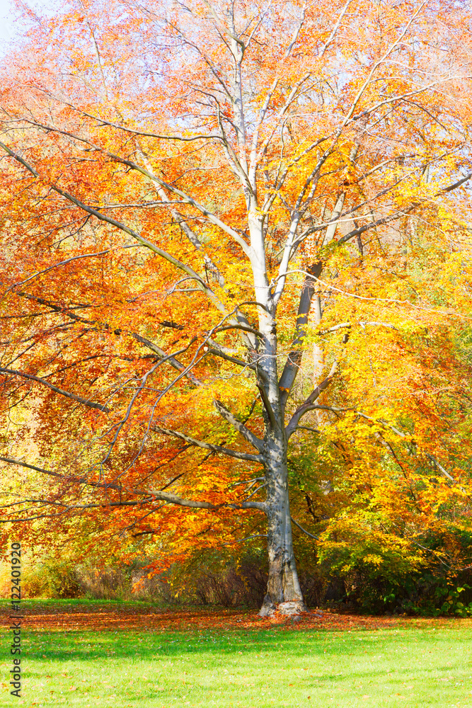 autumn tree with orange leaves in sunny day, retro toned